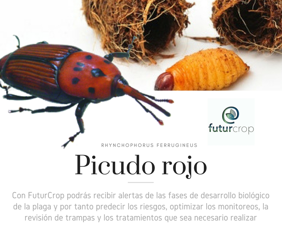 Avisos automáticos de riesgo para el control del picudo rojo 