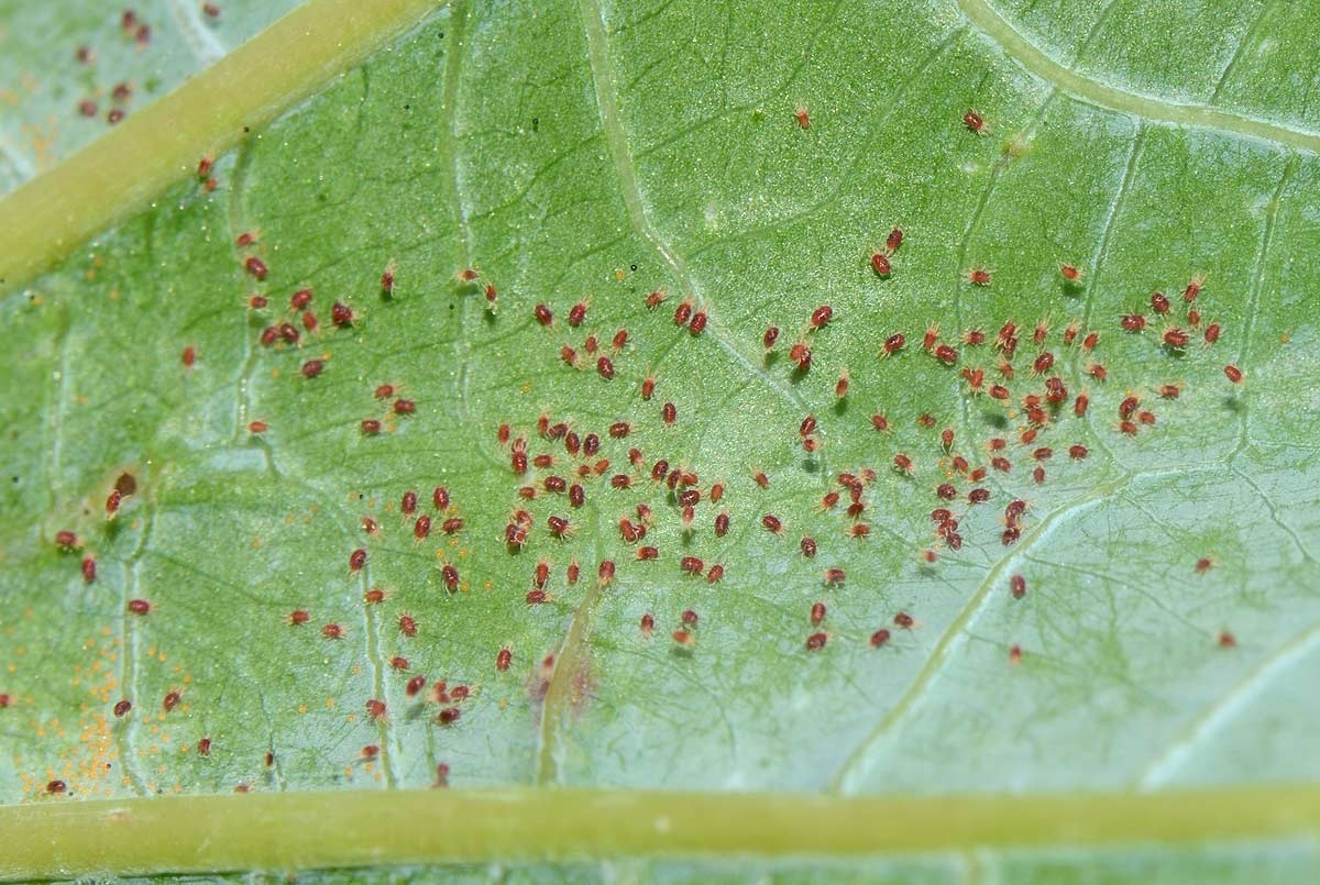 Tratamiento eficaz de la araña roja