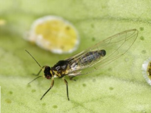 Propagación del greening de los cítricos (HLB) a través de Psilidos