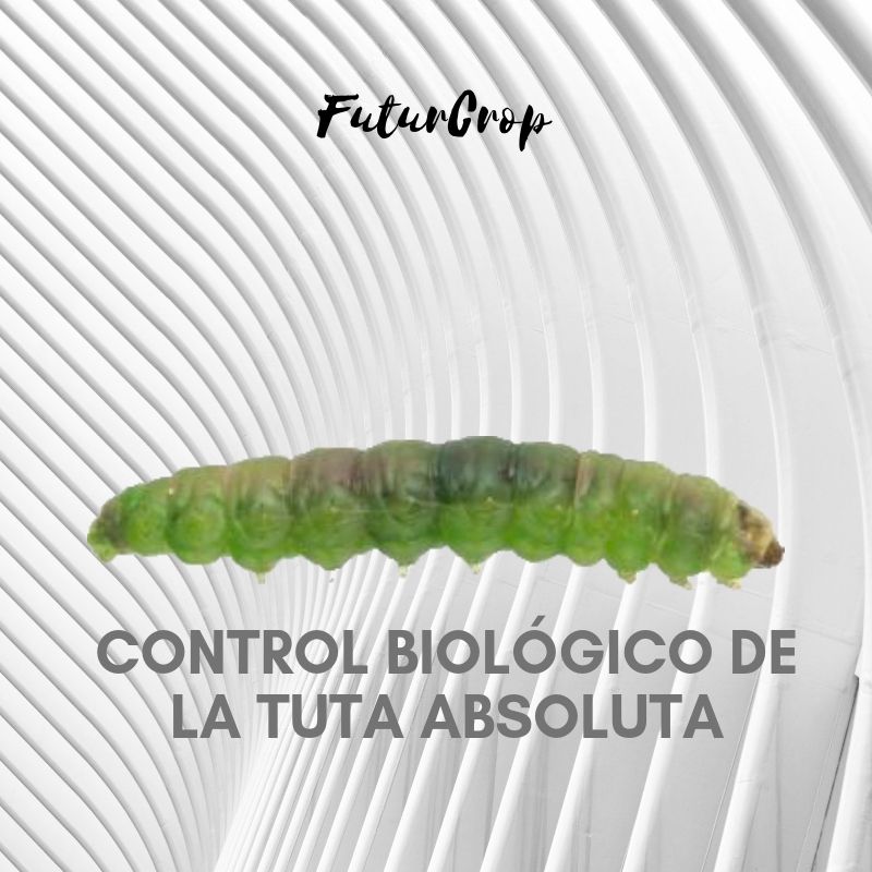 Control biológico de la Tuta absoluta