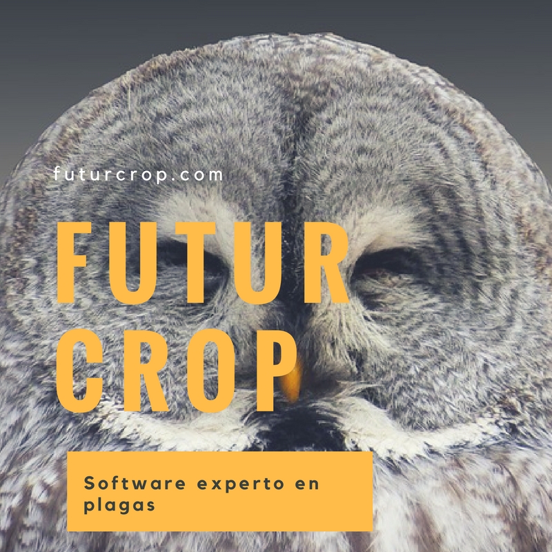 Efectos de la agricultura en el medio ambiente, el abejorro europeo que alteró el sistema en Sudamérica.