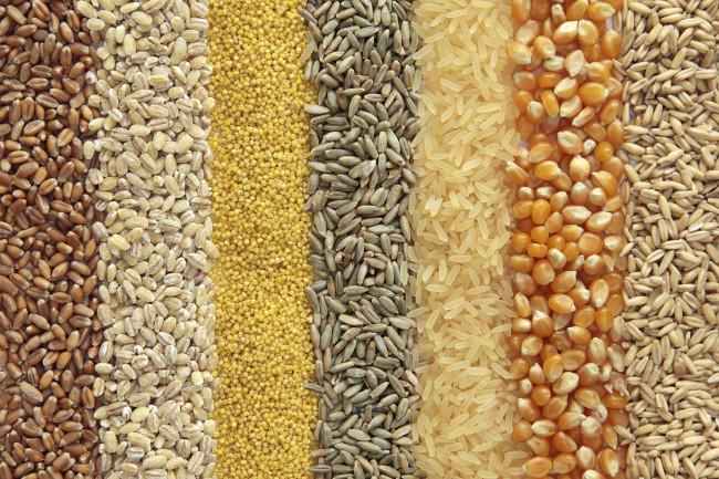 El control de los pulgones en los cereales. 