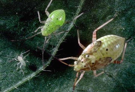 Tratamiento de la chinche lygus en la fresa, con mayor eficiencia y ahorrando costes.