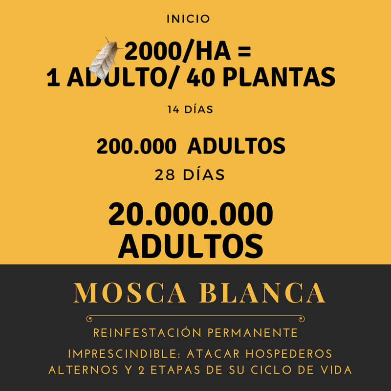 Cálculo automático del Ciclo de Biológico de los insectos para el control de plagas