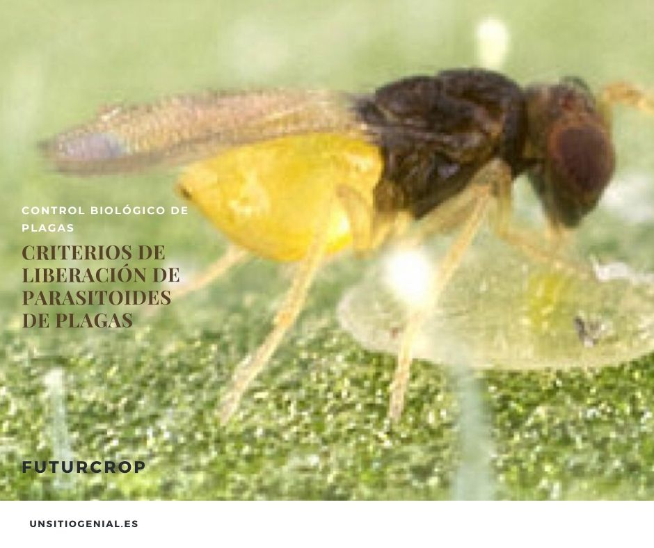Criterios de liberación de parasitoides de plagas