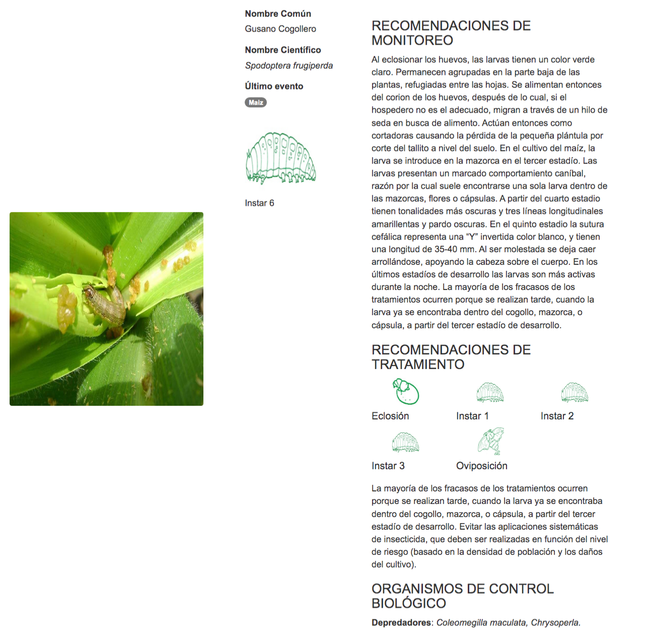 ¿Qué sabes del gusano cogollero?