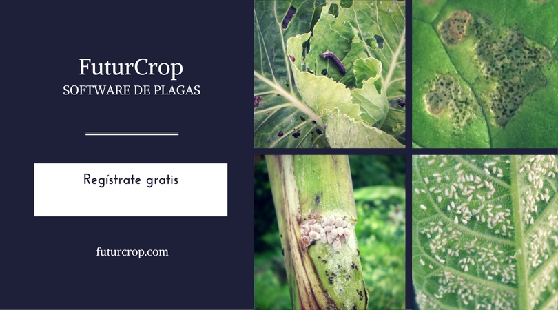 Monitoreo de plagas, umbral de acción y umbral de daño económico.