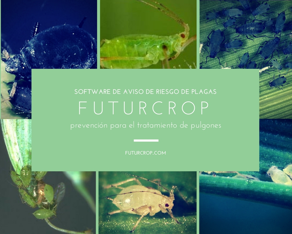 El impacto del Cambio Climático en los pulgones y en el uso de pesticidas