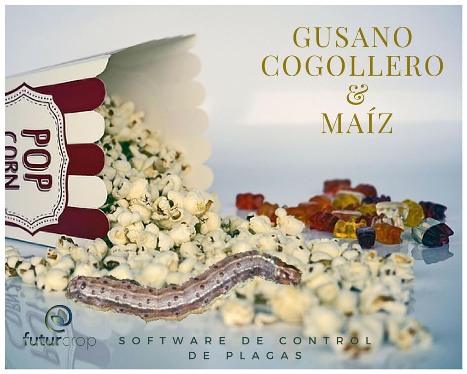 Cuando una plaga elimina la rentabilidad de la producción de maíz