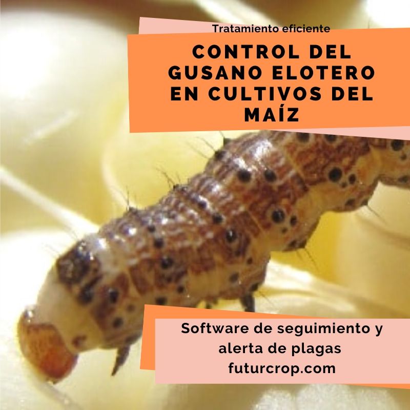 Control del gusano elotero en cultivos de maíz