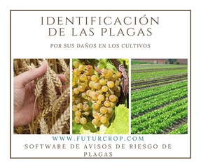 La identificación de las plagas por los daños en los cultivos