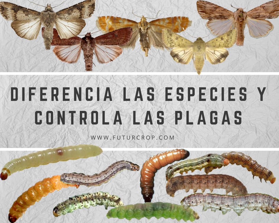 La identificación de larvas de lepidópteros de importancia agrícola