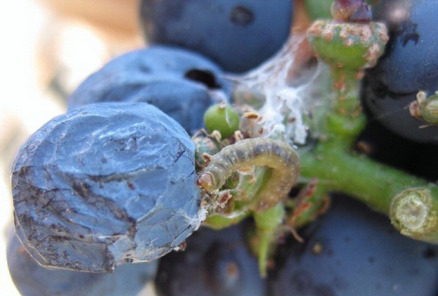 Control eficiente  de la polilla del racimo, Lobesia botrana