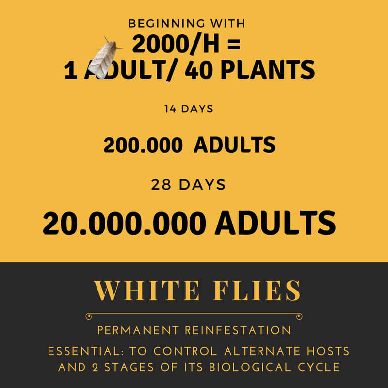 Insects Biological Cycle for pest control