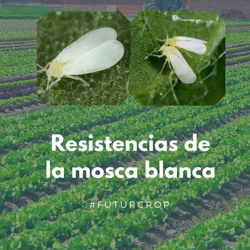 El efecto del uso indiscriminado de determinados pesticidas en los brotes de mosca blanca.