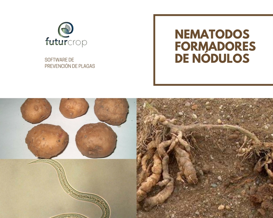 Nematodos formadores de nódulos