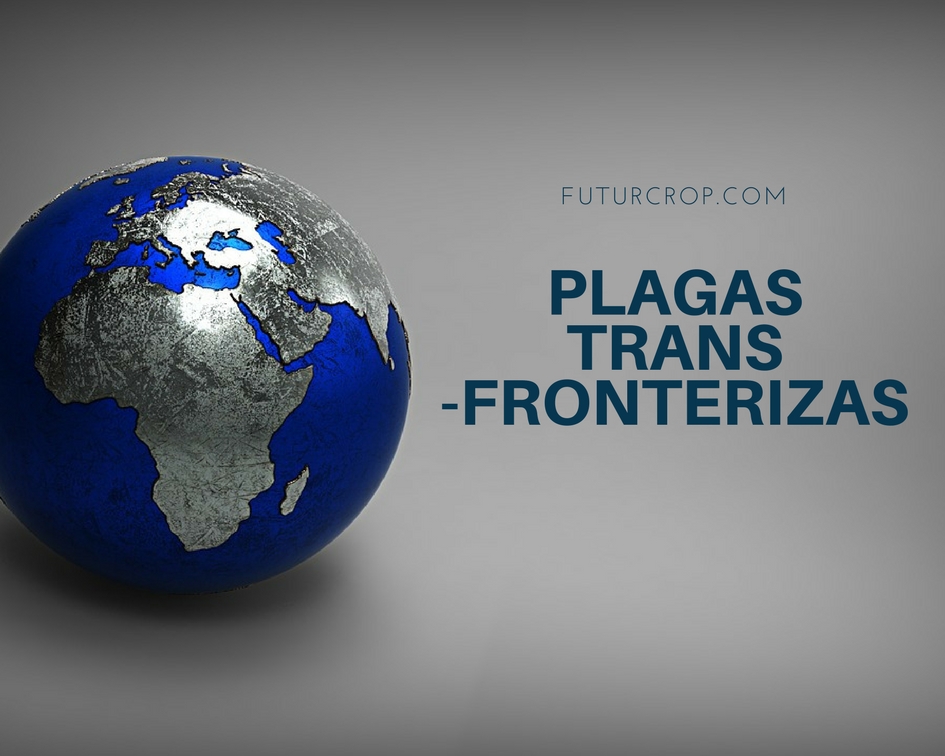 El reto de las plagas transfronterizas