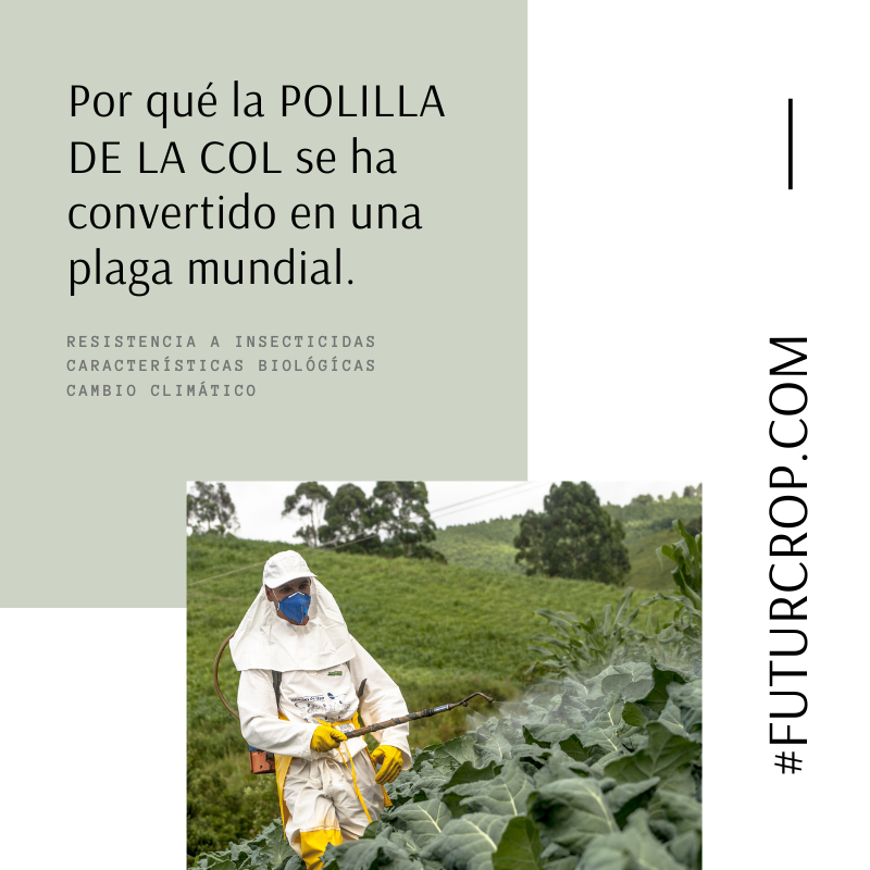 Por qué la Polilla de la col se ha convertido en una plaga mundial