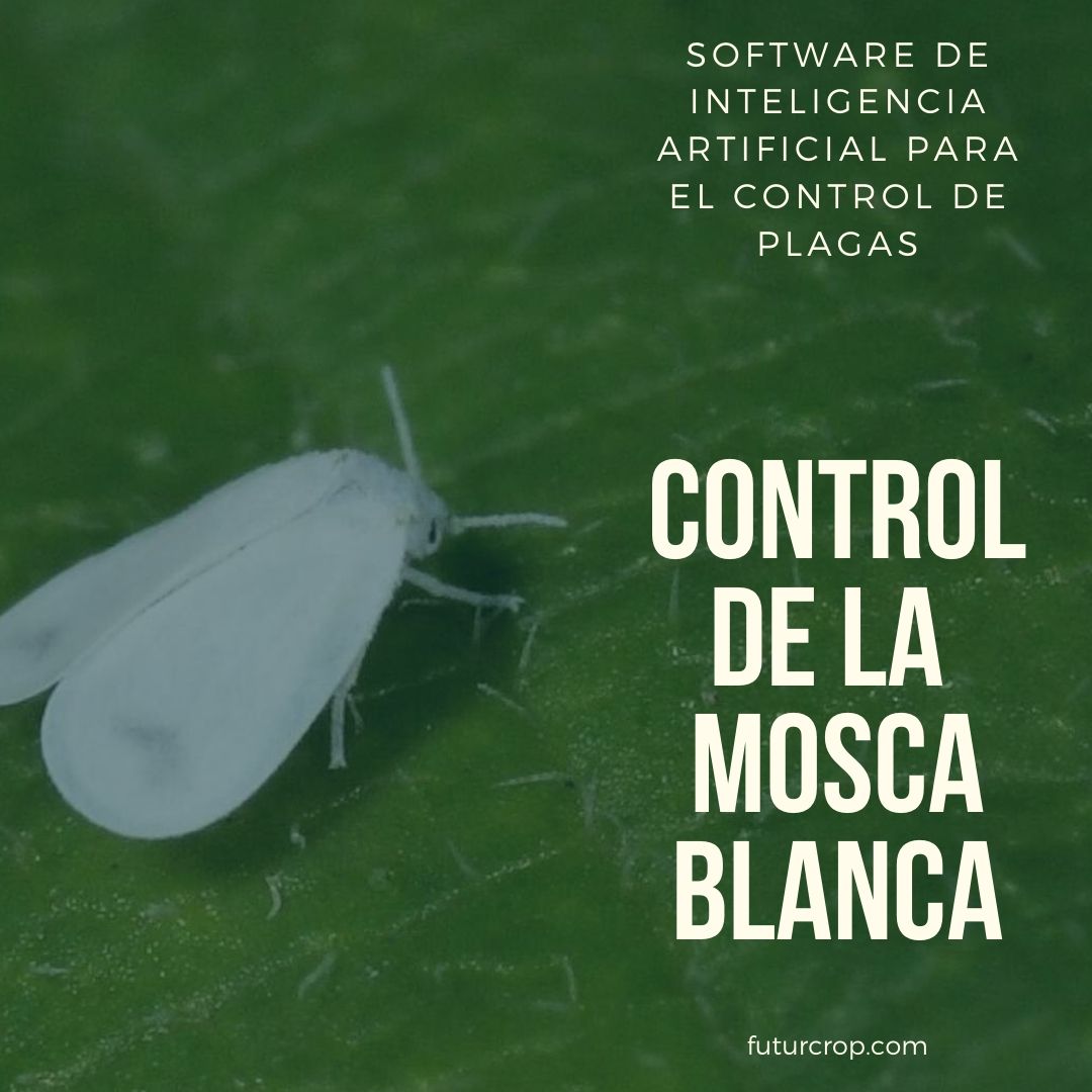 Cómo controlar la mosca blanca