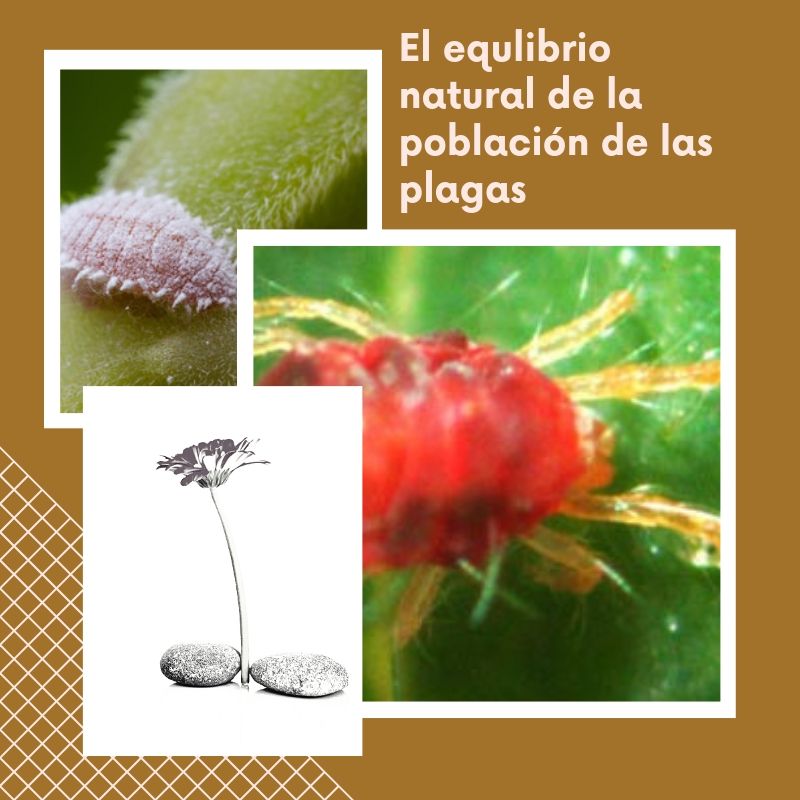 Cómo la aplicación de insecticidas ha creado problemas donde no los había