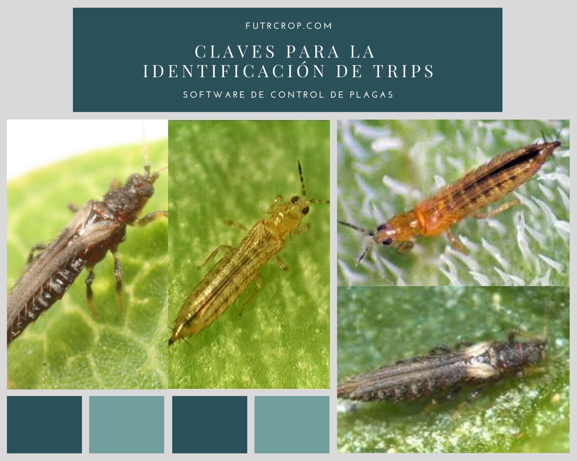 Claves para la identificación de los Trips