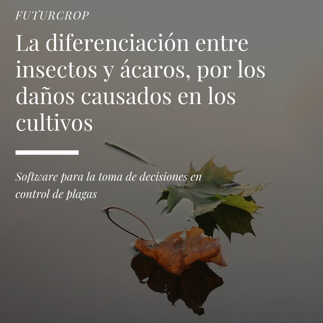 La diferenciación entre insectos y ácaros, por los daños causados en los cultivos