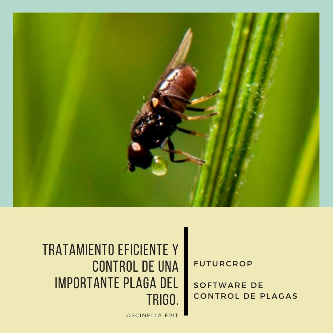 Tratamiento eficiente y control de una importante plaga del trigo