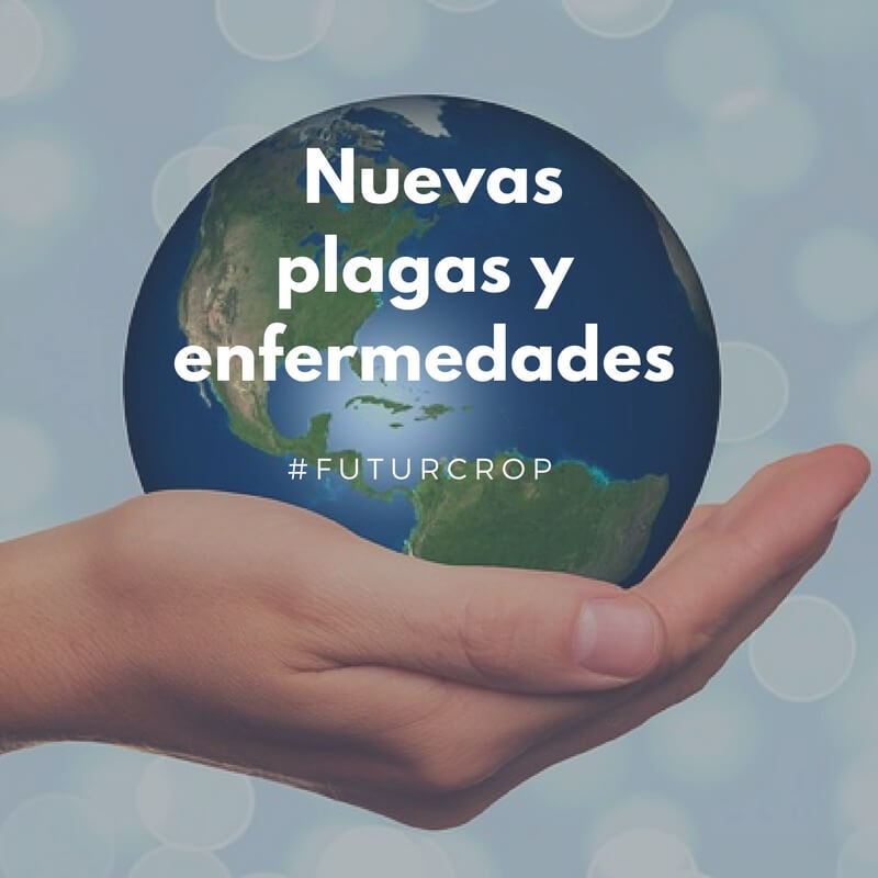 El peligro de la globalización del comercio y el cambio climático en la diseminación de las plagas y enfermedades vegetales en nuevos territorios.