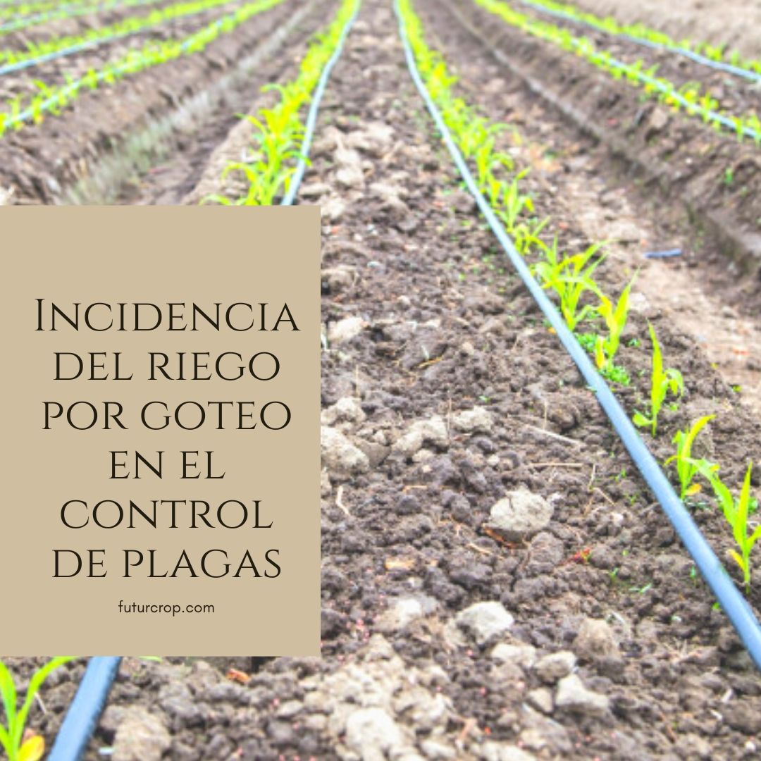 Incidencia del riego por goteo en el control de plagas