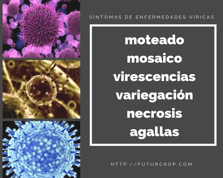 Síntomas de las enfermedades víricas de las plantas