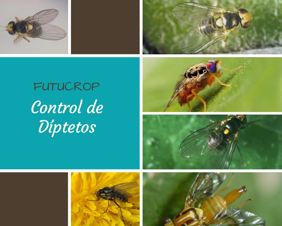 Tipos de plagas agrícolas y control de Dípteros