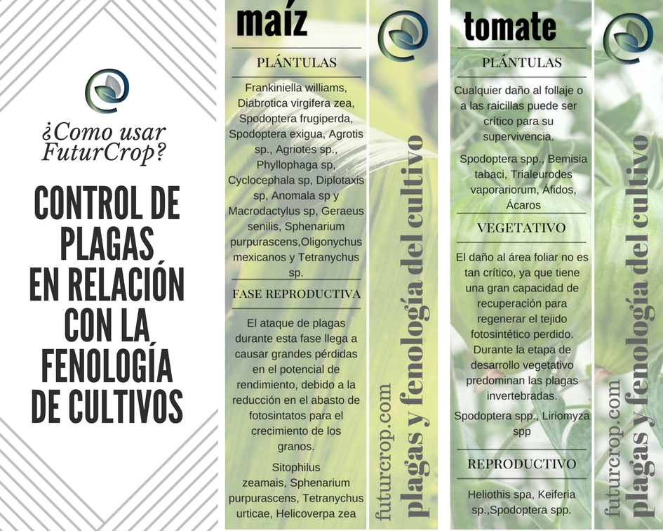 Plagas agrícolas y el desarrollo fenológico de la planta