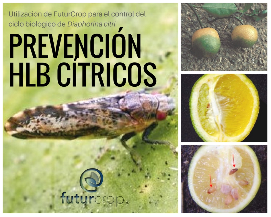 Prevención del Huanglonbing (HLB) a través del control del ciclo biológico y tratamiento de la Diaphorina citrus.