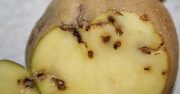 Tratamiento de la polilla guatemalteca conociendo su ciclo biológico