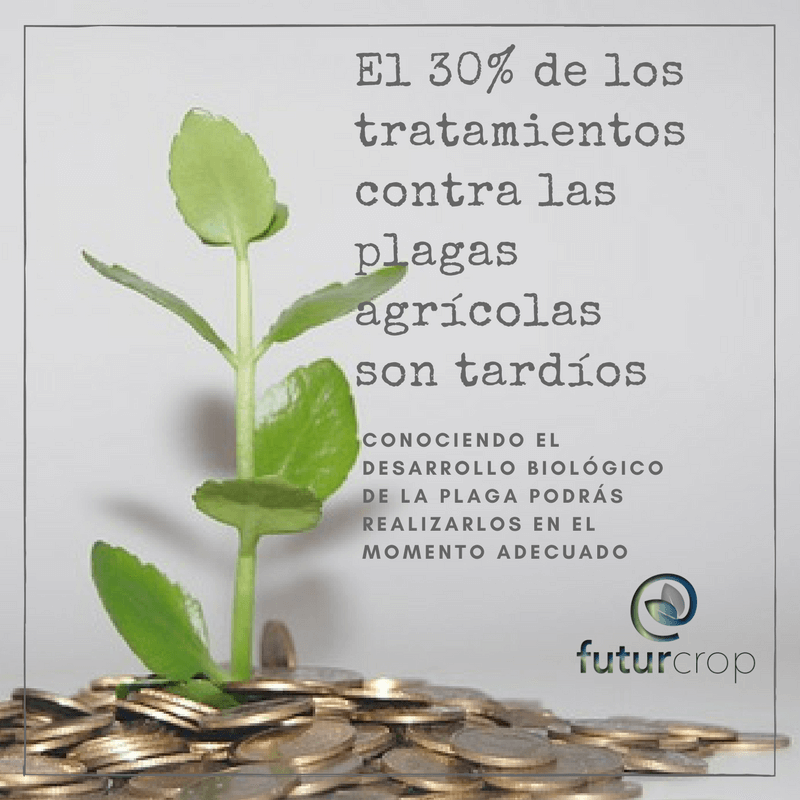 El coste de una plaga que no se controla adecuadamente: el caso de la Lobesia botrana en Mendoza