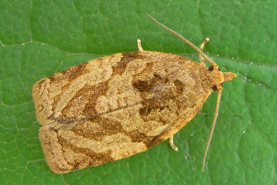 Cápula, oruga de la piel