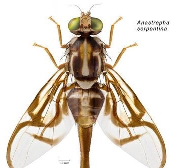Mosca del zapote