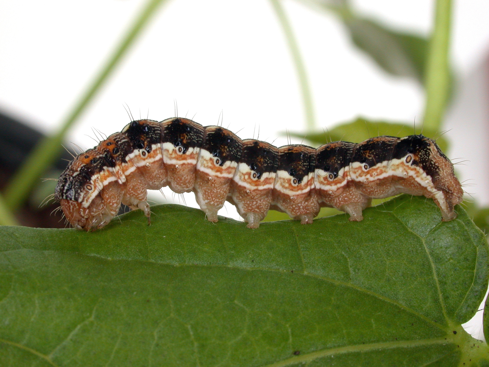 Oruga del tomate