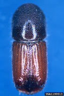Barrenador del pino