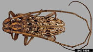 Monochamus alternatus