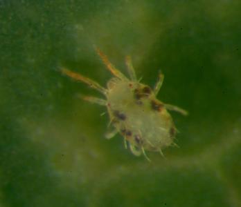 Mononychellus progresivus