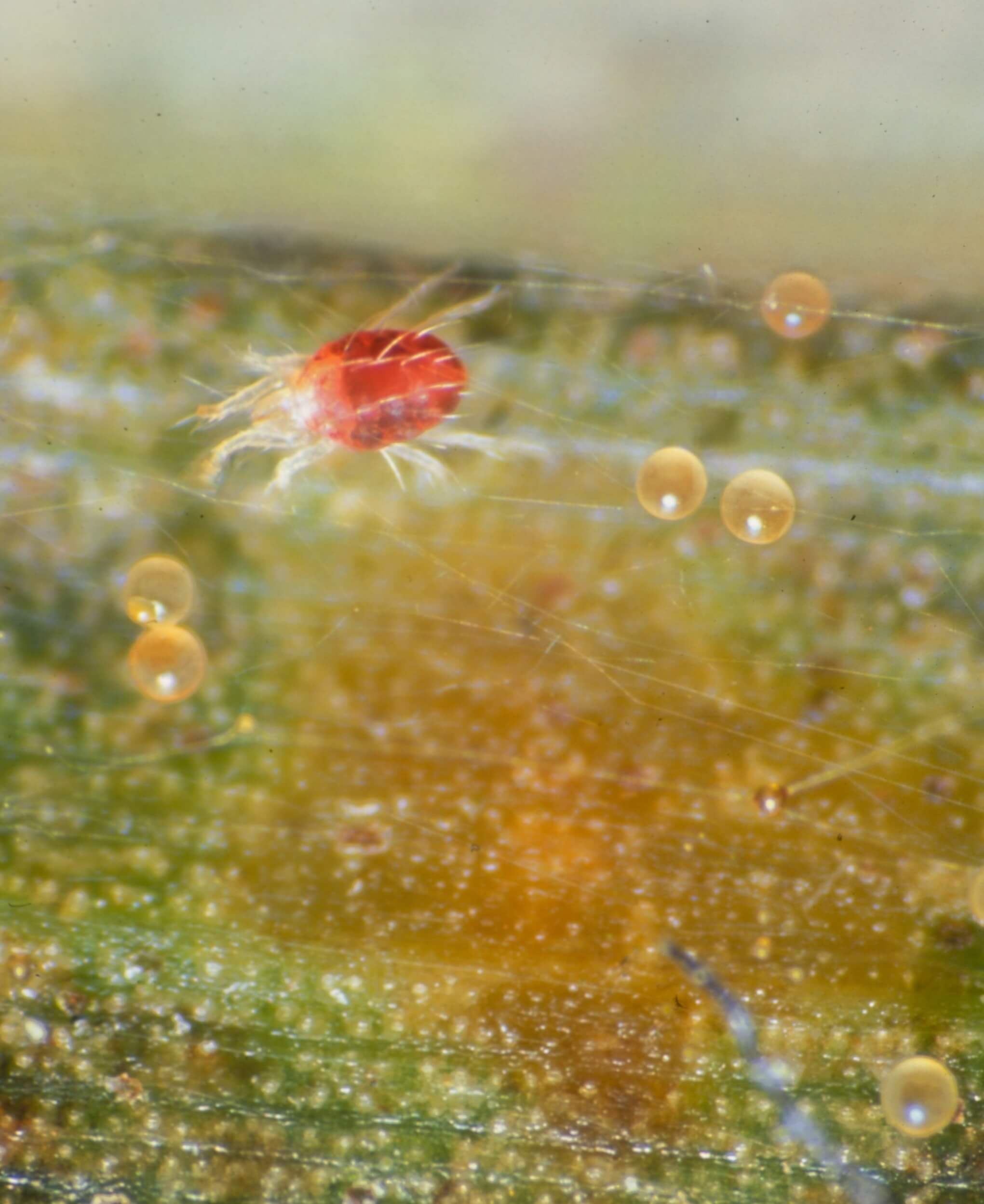 Oligonychus coffeae
