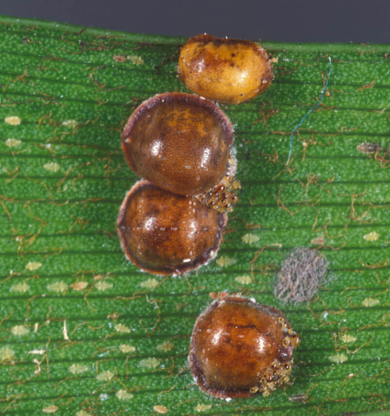 Caparreta negra, cochinilla de la tizne