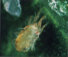 Araña roja