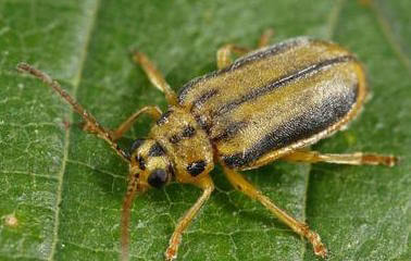 Xanthogaleruca luteola